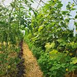 Investice do rozvoje farmy - Svobodný statek na soutoku, o.p.s.