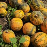 Hala na sušení dýně