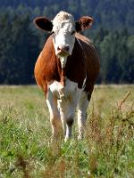 Výjimka z pravidel ekologické produkce pro použití dezinfekcí v živočišné výrobě za účelem zamezení rozšíření SLAK