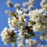 Cidrerie Chelčice, založení a rozvoj