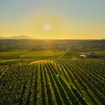 Vinohradnické a navazující potravinářské investice