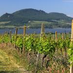 Integrovaná produkce révy vinné - Sonberk a.s.