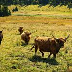 Trvalý travní porost - Horský statek Abertamy