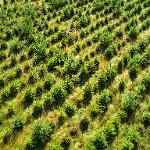 Zalesňování zemědělské půdy — Jan Pinkava