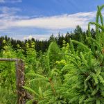 Zalesňování zemědělské půdy — FINE DREAM, s.r.o.