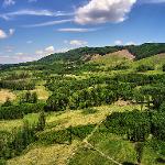 Obnova lesních porostů po větrné kalamitě