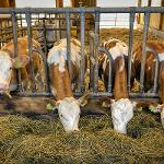 Prodejní automat na mléko