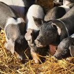 Rodinový způsob chovu prasat se zapouštěním kojících prasnic