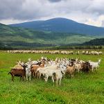 Zdravotně benefitní regionálně – specifické kozí mléko