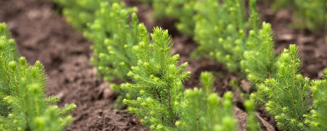 Ministerstvo zemědělství rozšiřuje možnosti podpory agrolesnictví a zjednodušuje zalesňování