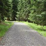 Lesní cesta Přední kopec