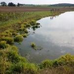 Biocentrum Na Mlakách v k. ú. Benátky