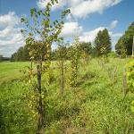 Větrolam 1 v k.ú. Růžová