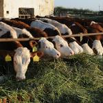 Minimlékárna Zlatá farma