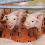 Porodna prasnic na farmě Osek u Přeštice