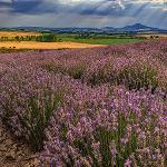 Levandulová a bylinná farma/zaměstnávání zdravotně postižených 
