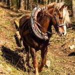 Nákup koně pro práci v lese