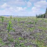 Obnova lesních porostů po kalamitách 2016 - VLS ČR, s.p. divize Lipník nad Bečvou