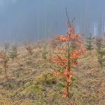 Obnova lesních porostů po kalamitách u VLS ČR, s.p., divize Karlovy Vary