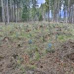 Obnova lesních porostů po kalamitách u VLS ČR, s.p., divize Lipník nad Bečvou