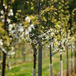 Integrovaná produkce ovoce - Kolowratovy sady s.r.o.