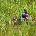 Ochrana čejky chocholaté