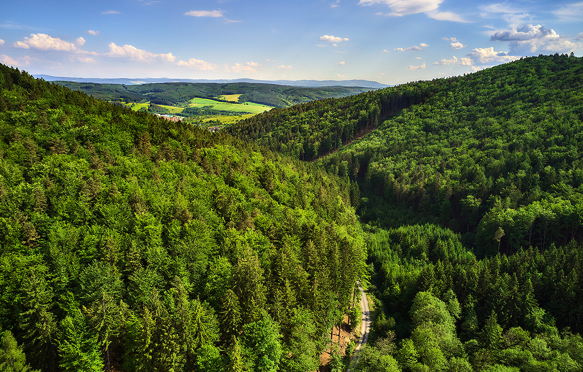 Lesní cesta Rybníky