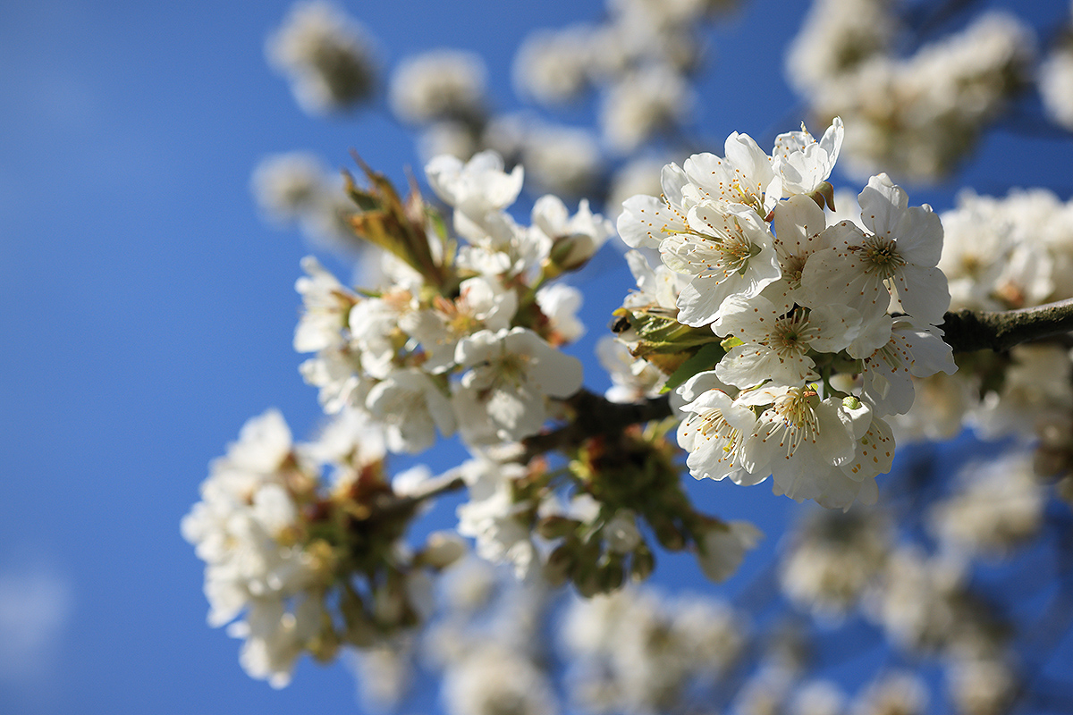 Cidrerie Chelčice, založení a rozvoj