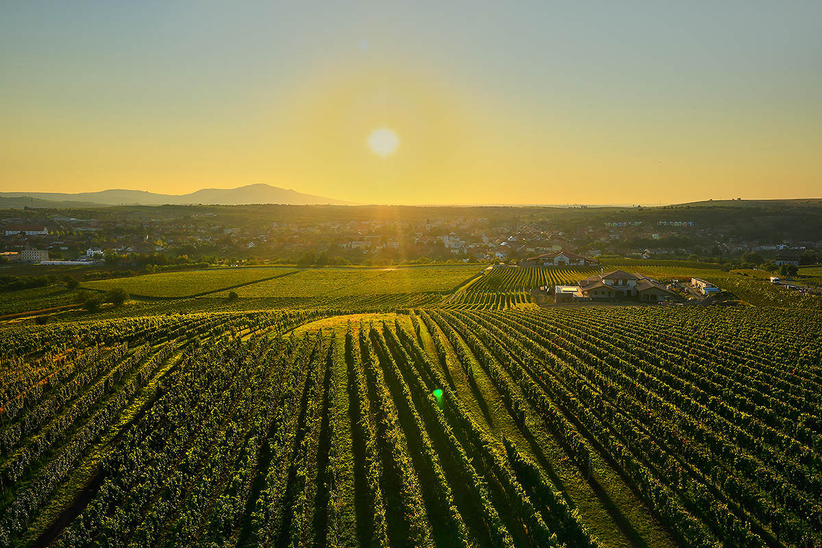 Vinohradnické a navazující potravinářské investice