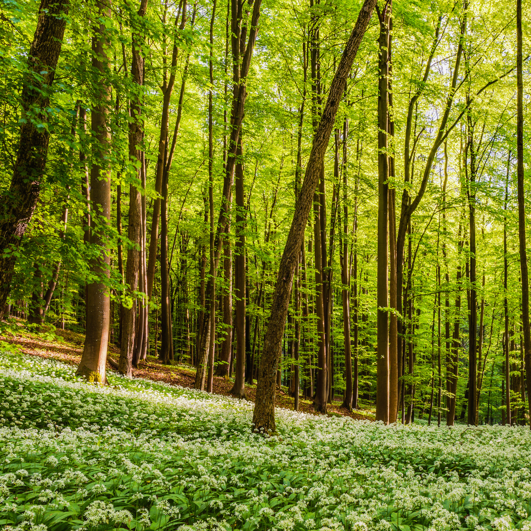 Pěstovat druhově pestré lesy, které budou odolné klimatické změně, to je cíl nové strategie Lesů ČR do roku 2029