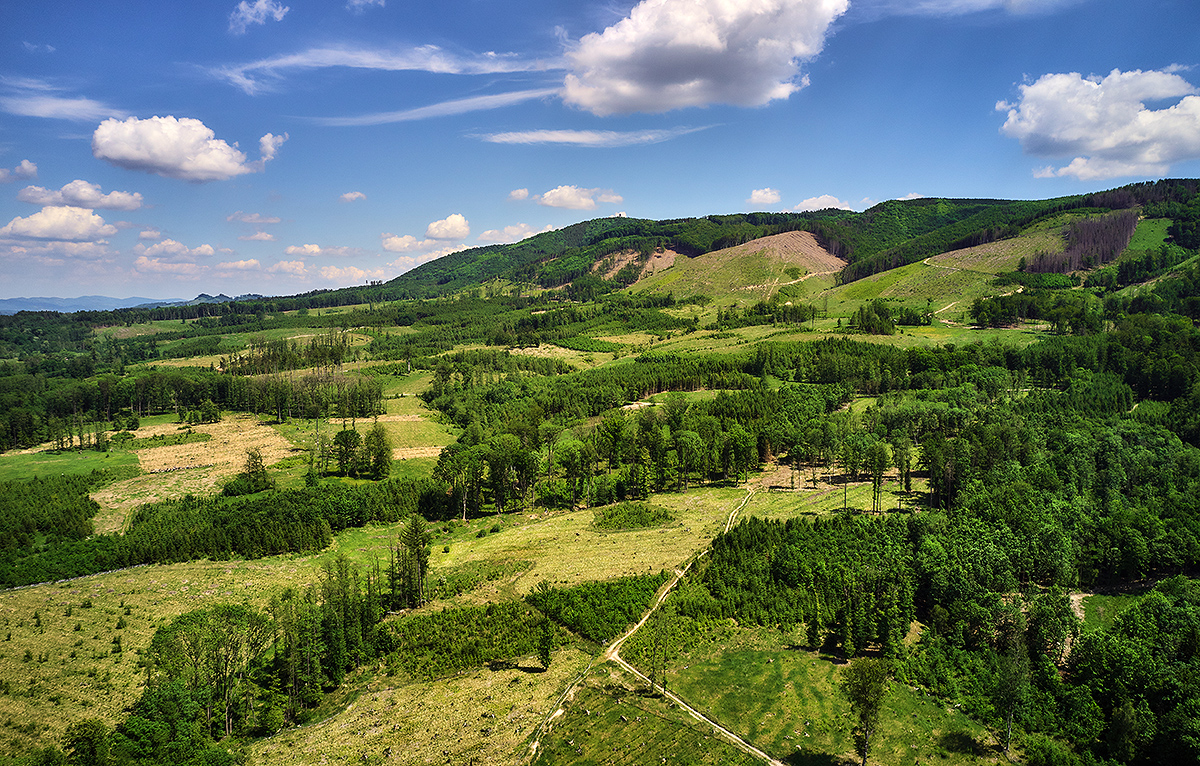Obnova lesních porostů po větrné kalamitě