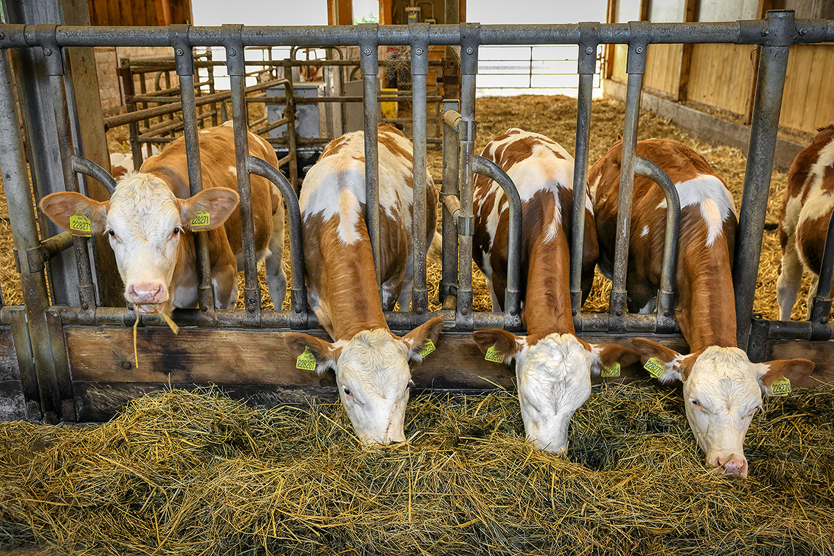 Prodejní automat na mléko