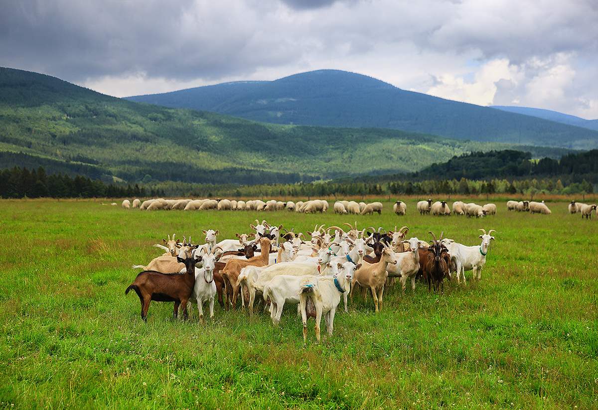 Zdravotně benefitní regionálně – specifické kozí mléko
