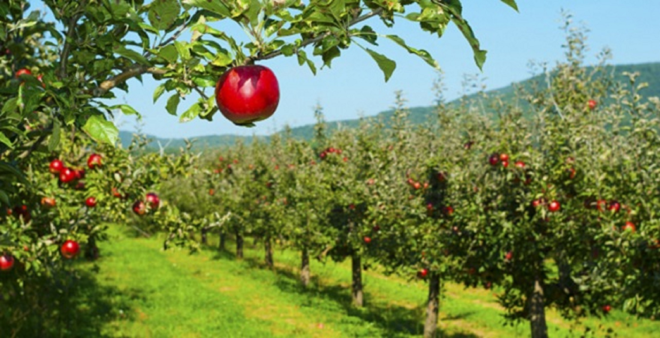 Stát podpoří pěstitele ovoce a zeleniny: Sezónní zaměstnanci v těchto sektorech získají slevu na pojistném a větší časový rozsah dohod