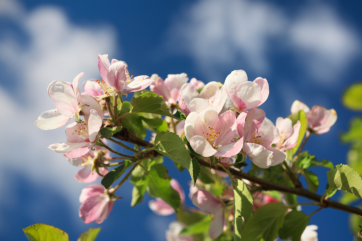 Integrovaná produkce ovoce - Miloš Thoř