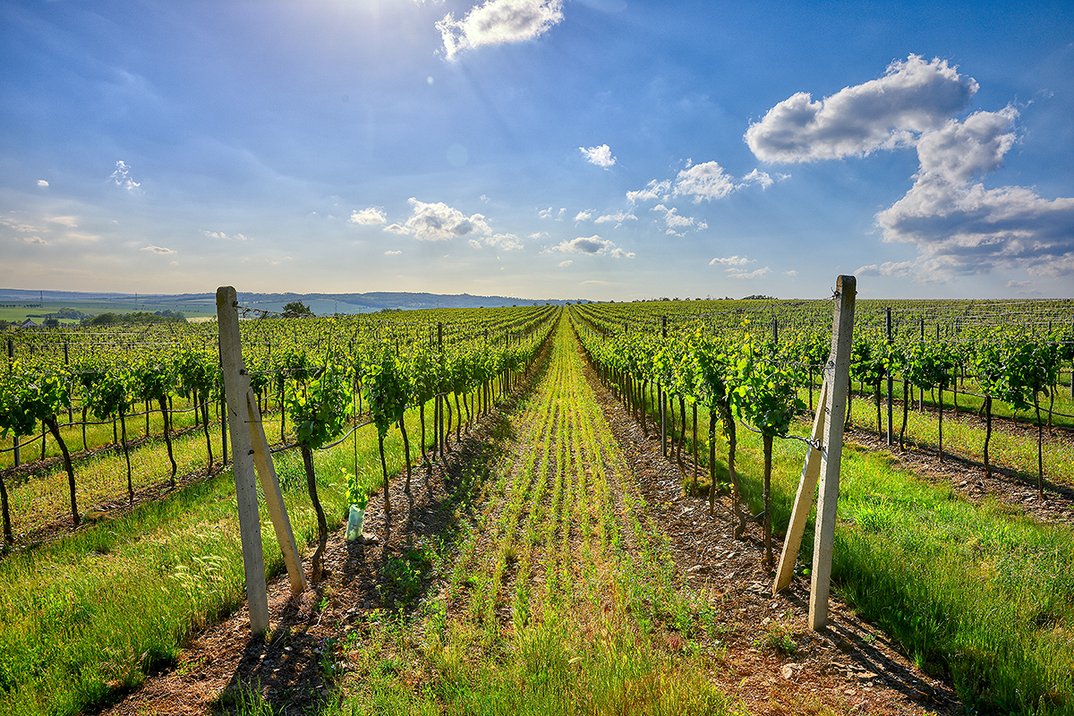 Integrovaná produkce révy vinné - Agra Horní Dunajovice a.s.