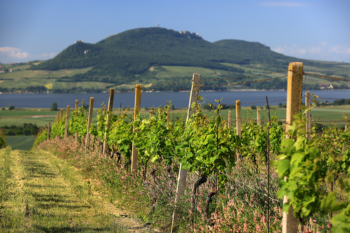 Integrovaná produkce révy vinné - Sonberk a.s.