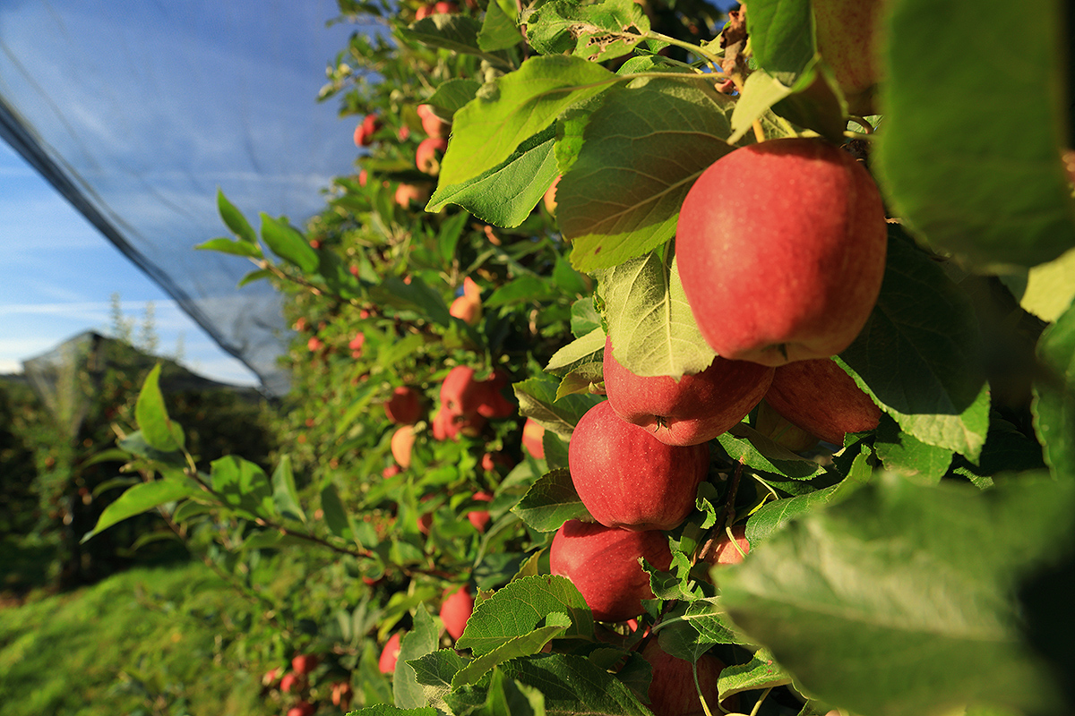 Integrovaná produkce ovoce - Sady Klášterec nad Ohří, s.r.o.