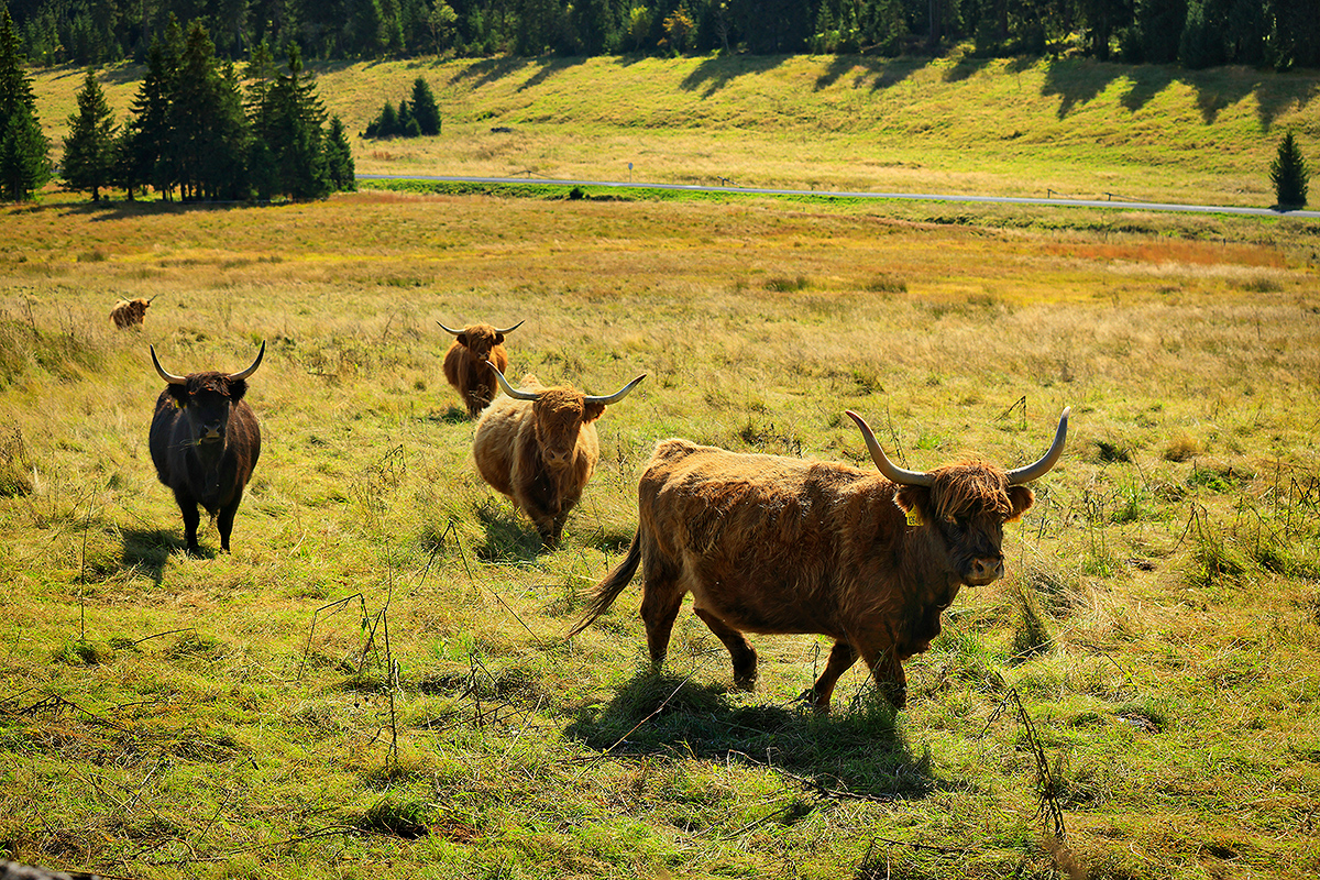 Trvalý travní porost - Horský statek Abertamy