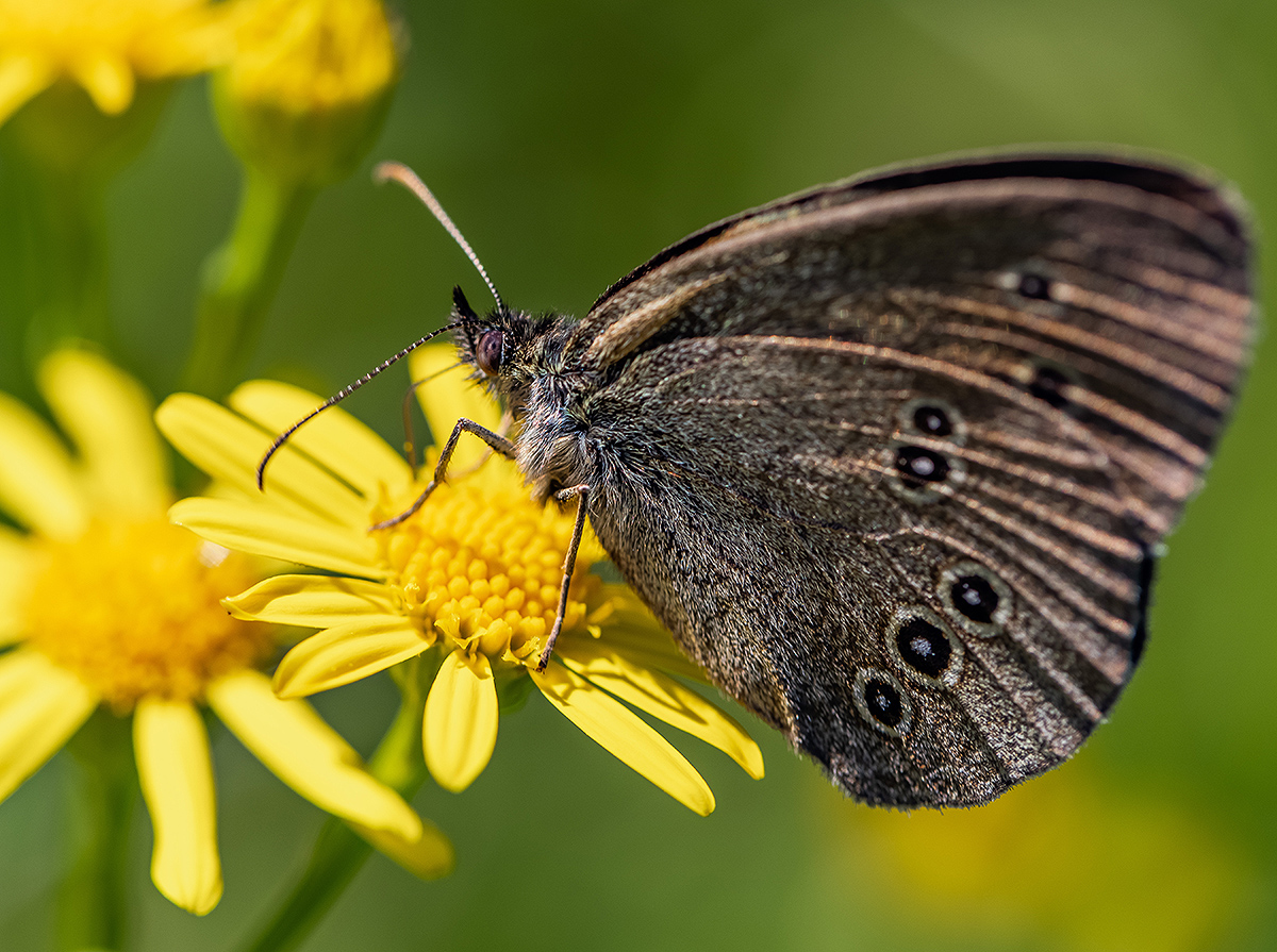 Ochrana modrásků - Zemědělské obchodní družstvo Borovany