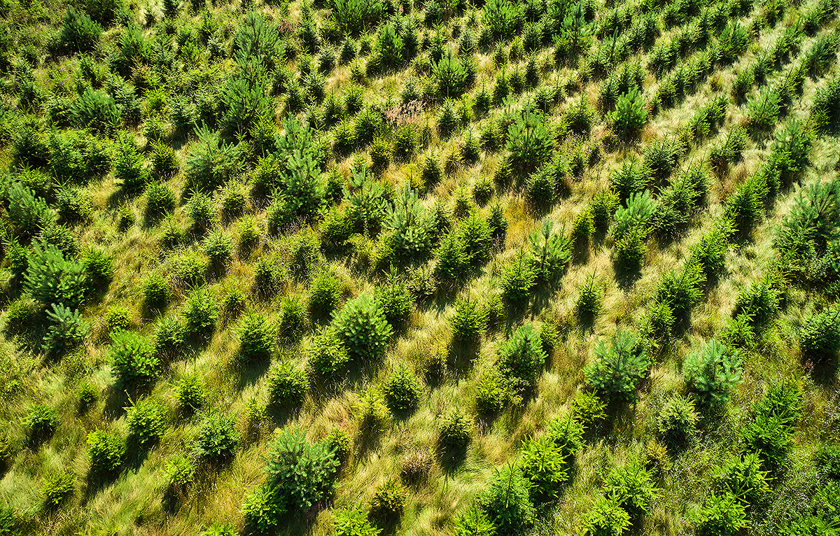 Zalesňování zemědělské půdy — Jan Pinkava