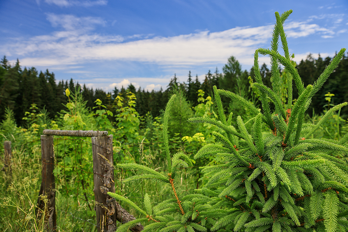 Zalesňování zemědělské půdy — FINE DREAM, s.r.o.