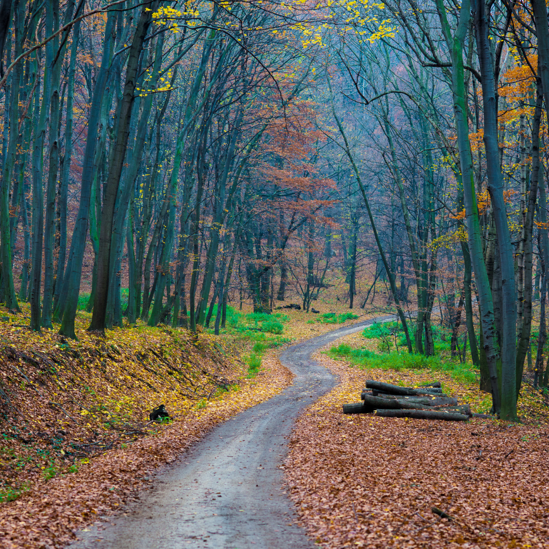 Ministerstvo zemědělství zásadně nesouhlasí se závěry kontroly Nejvyššího kontrolního úřadu o podporách do lesnictví