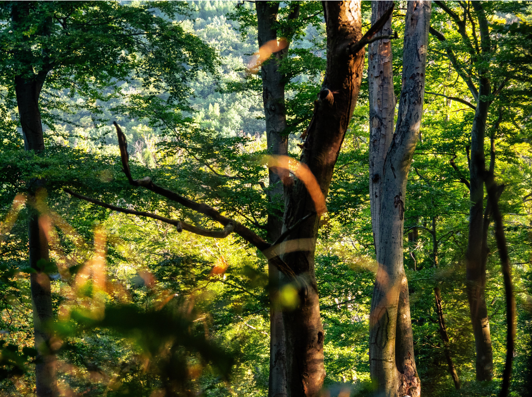 Český návrh k nařízení o odlesňování našel podporu, schválená pozice Rady ministrů obsahuje roční odklad a zavazuje Komisi k předložení úprav