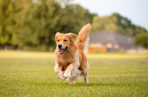 Upozornění chovatelům: Od ledna platí zákaz dlouhodobého uvazování psů, za porušení hrozí vysoké pokuty