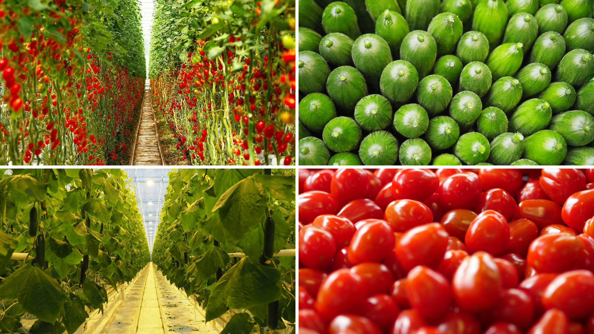 Modernizace zemědělského podniku Farma Bezdínek s.r.o. 