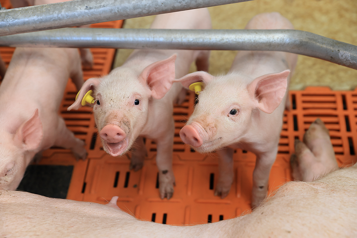 Porodna prasnic na farmě Osek u Přeštice