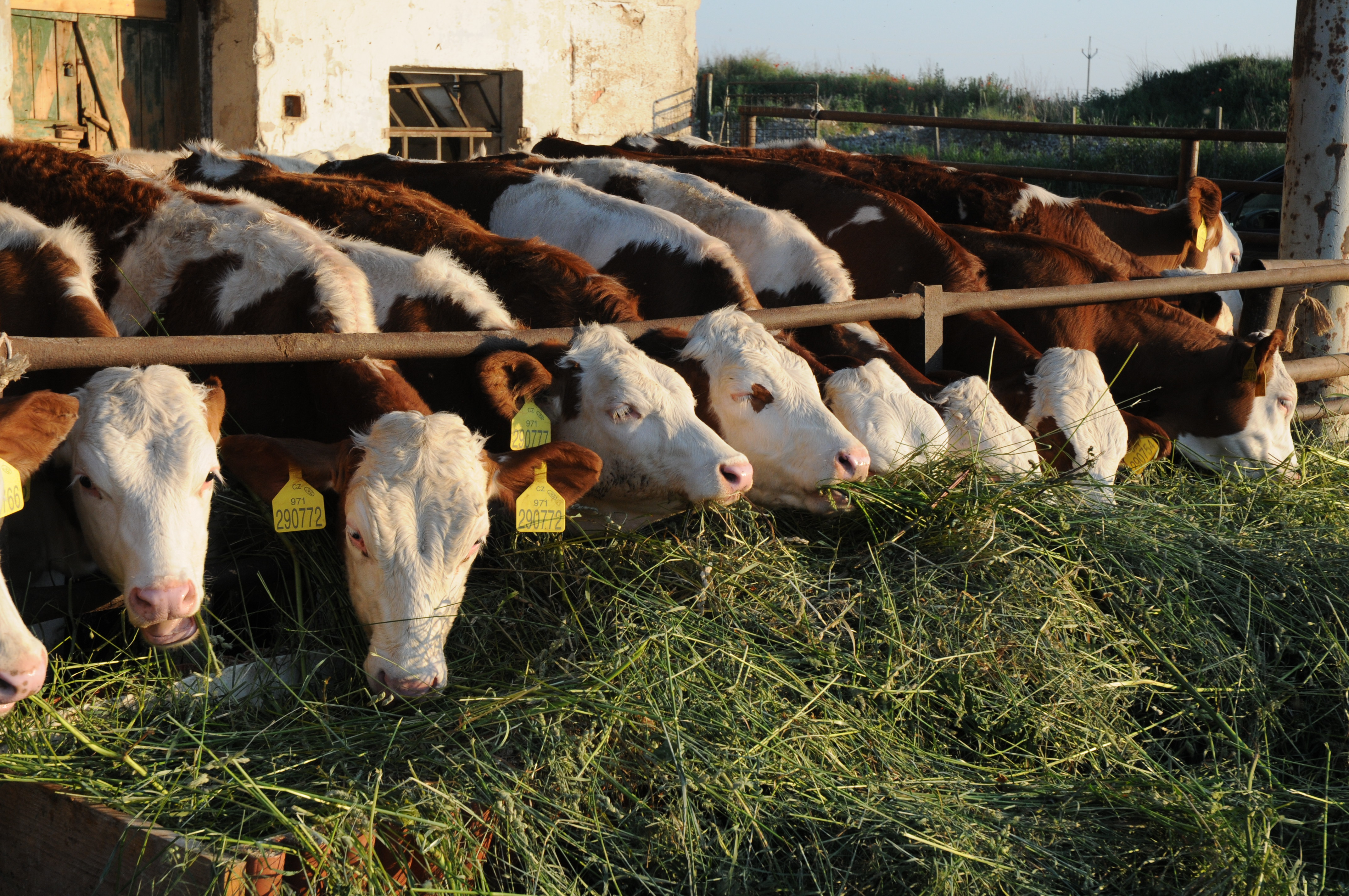 Minimlékárna Zlatá farma