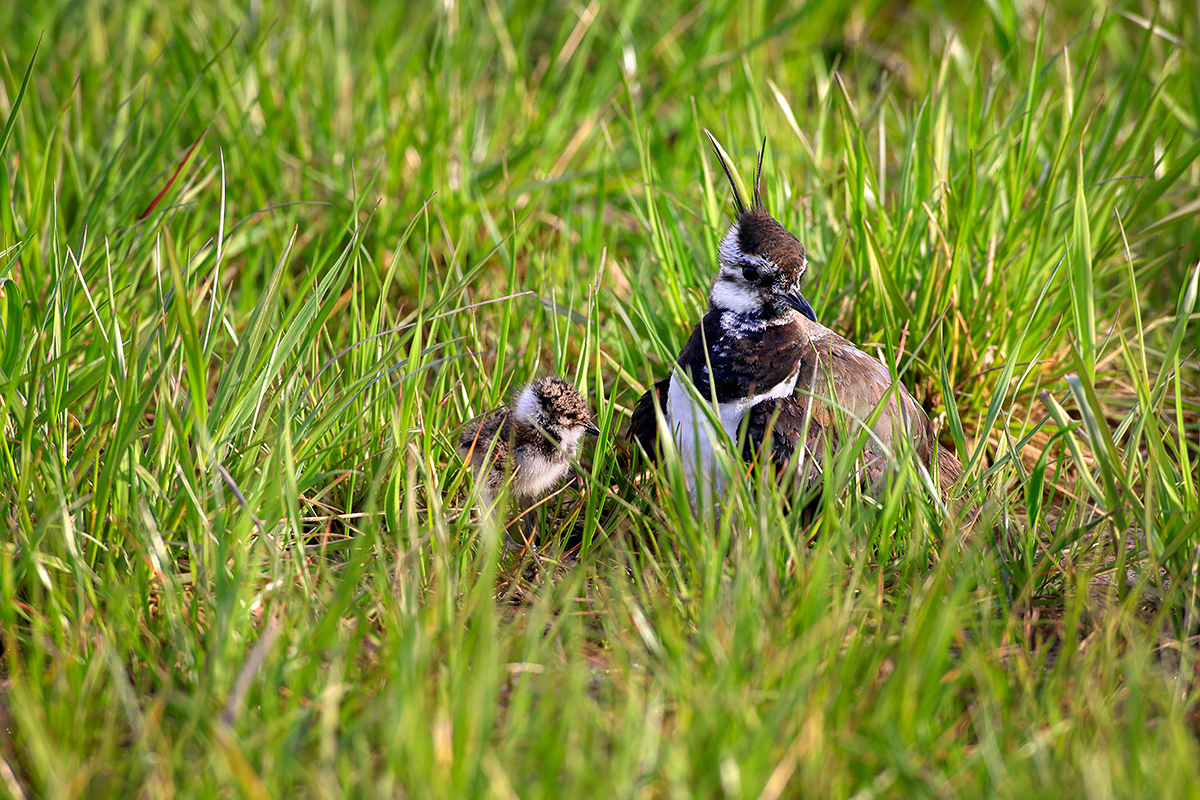 Ochrana čejky chocholaté