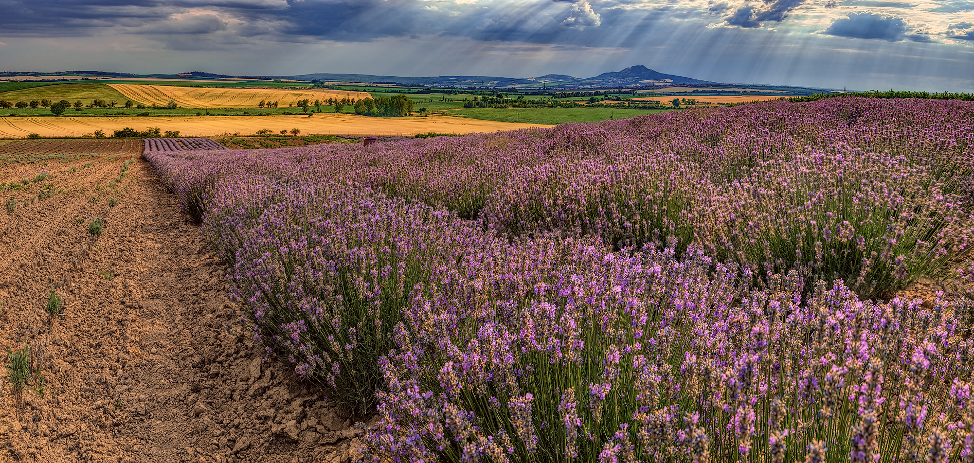 Levandulová a bylinná farma/zaměstnávání zdravotně postižených 